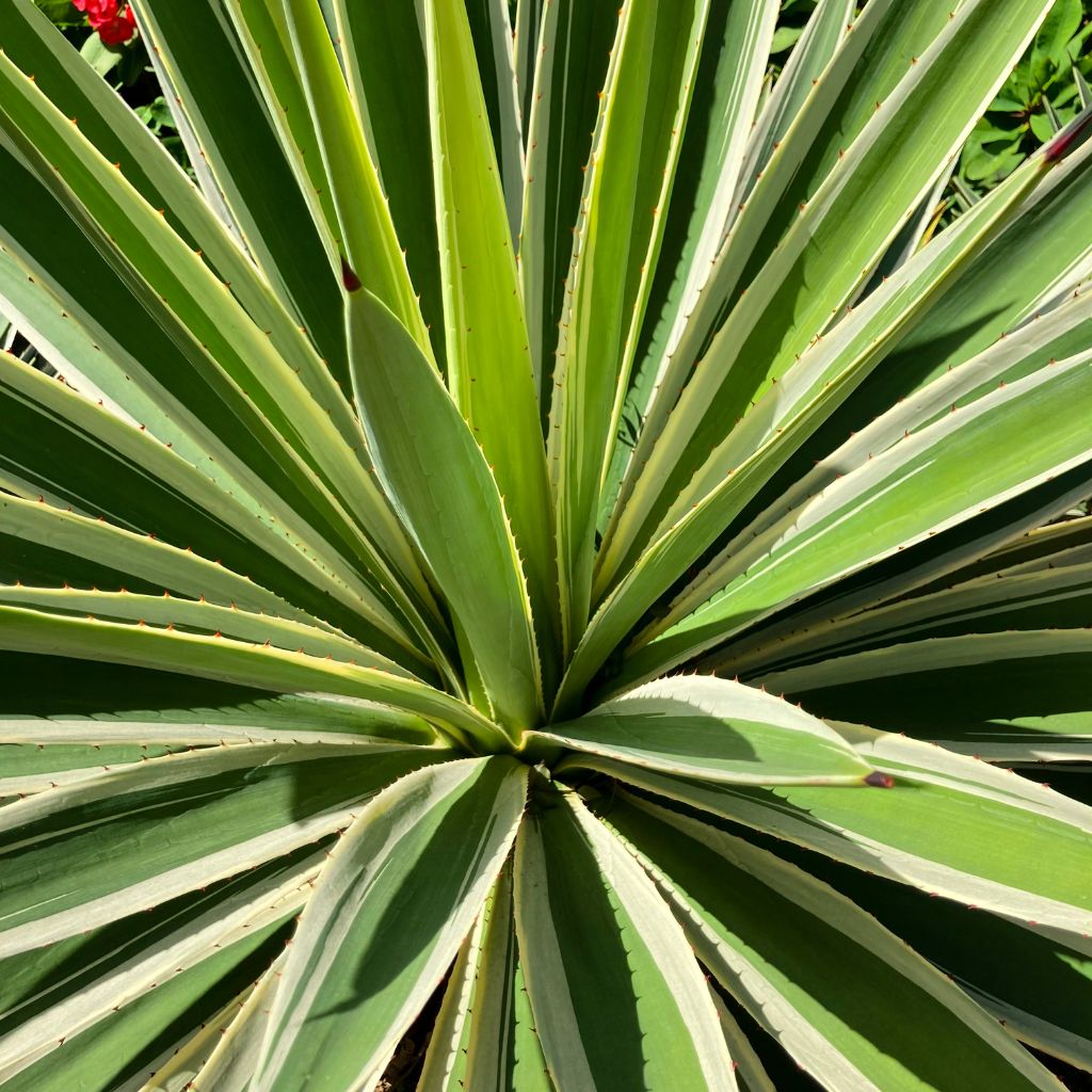 Sisal