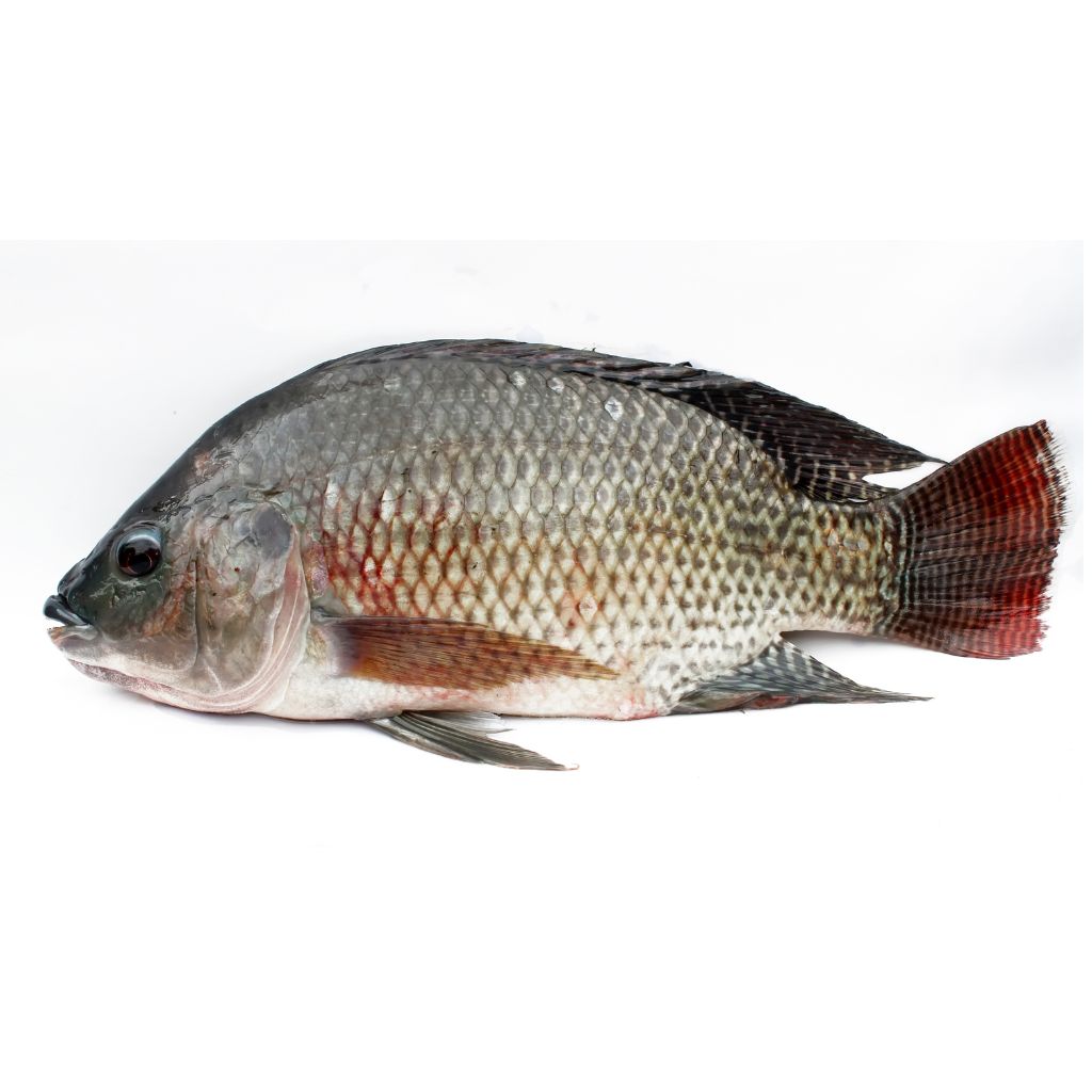 Tilapia